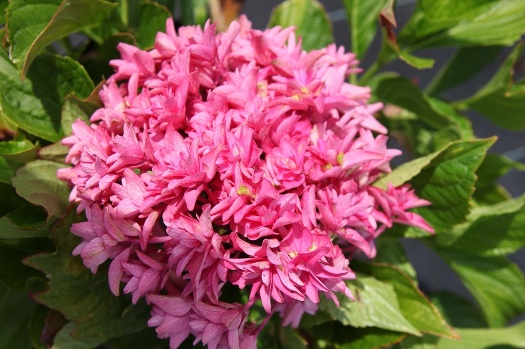 HYDRANGEA MACROPHYLLA PRINCESS DIANA