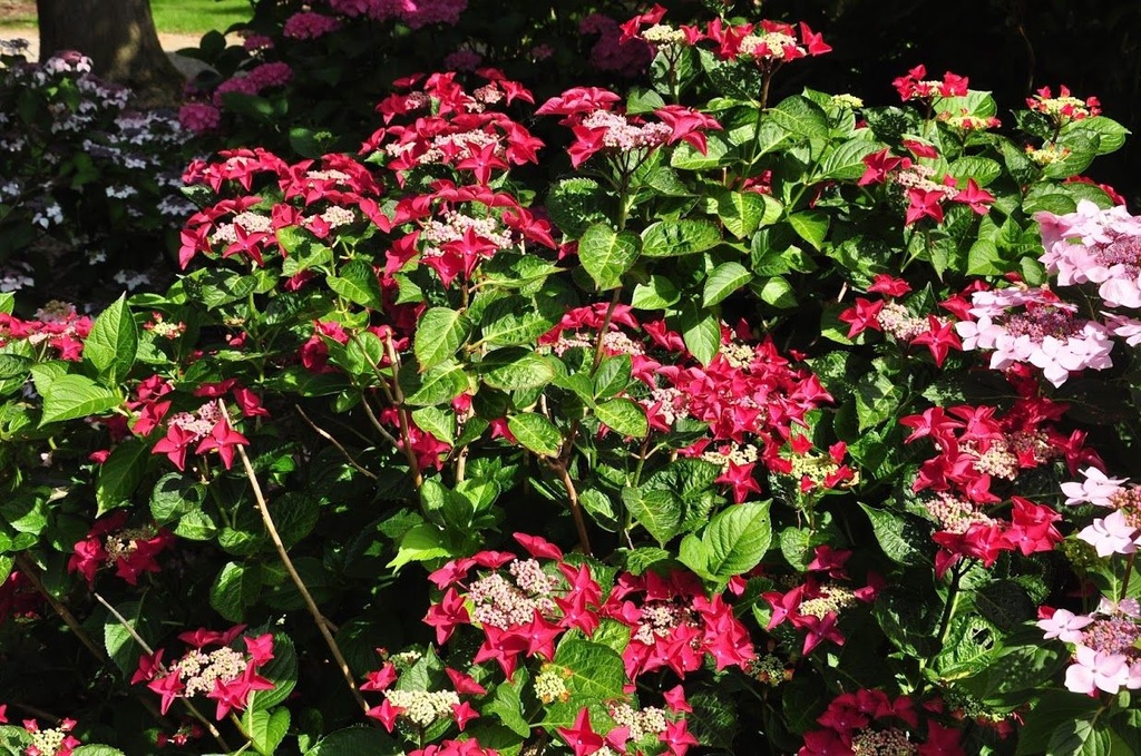 HYDRANGEA MACROPHYLLA 'ROTSCHWANZ'