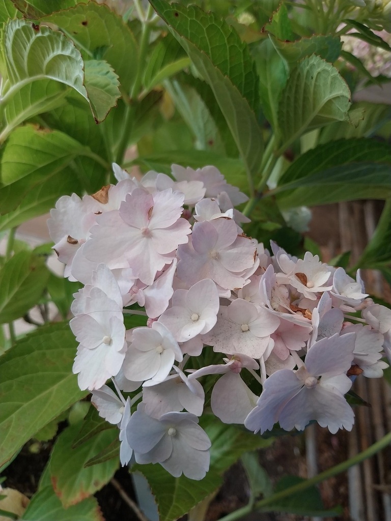HYDRANGEA MACROPHYLLA 'SOEUR THÉRÈSE'