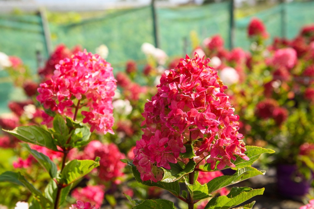 HYDRANGEA PANICULATA FIRST EDITIONS® SPRING SIZZLE
