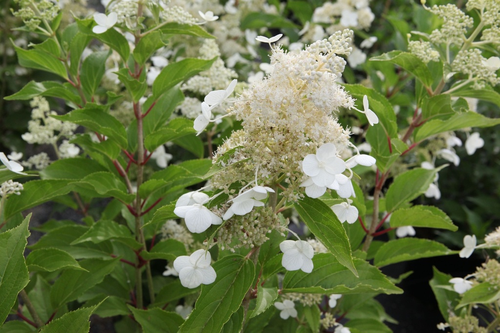 [HPKY3] HYDRANGEA PANICULATA 'KYUSHU' (Pot 3 liter, 40-50 cm)