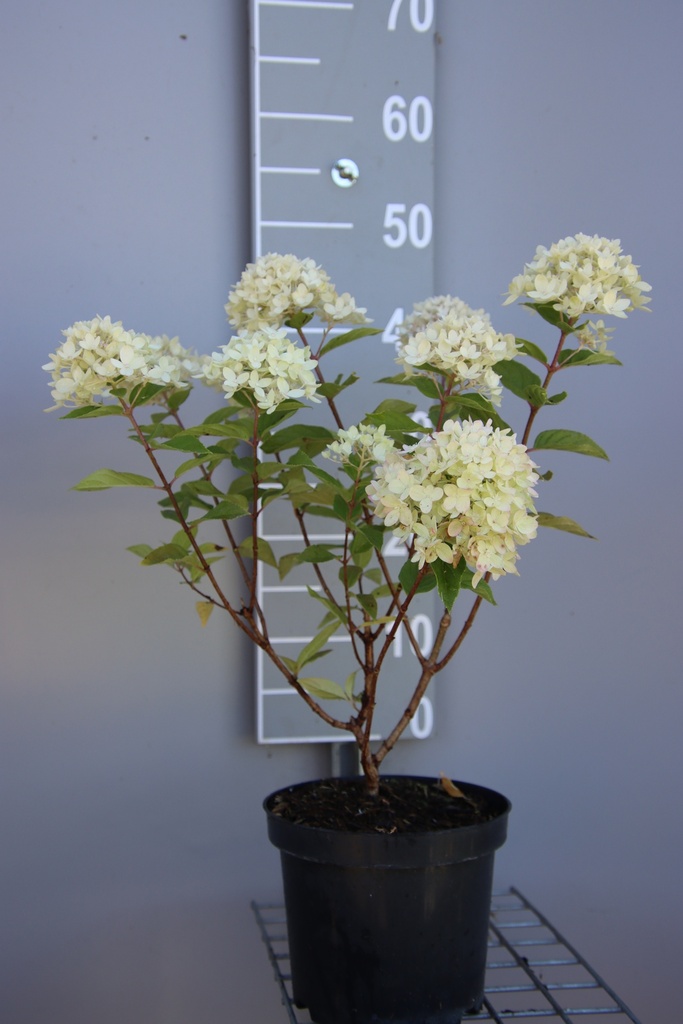 HYDRANGEA PANICULATA 'LITTLE LIME'
