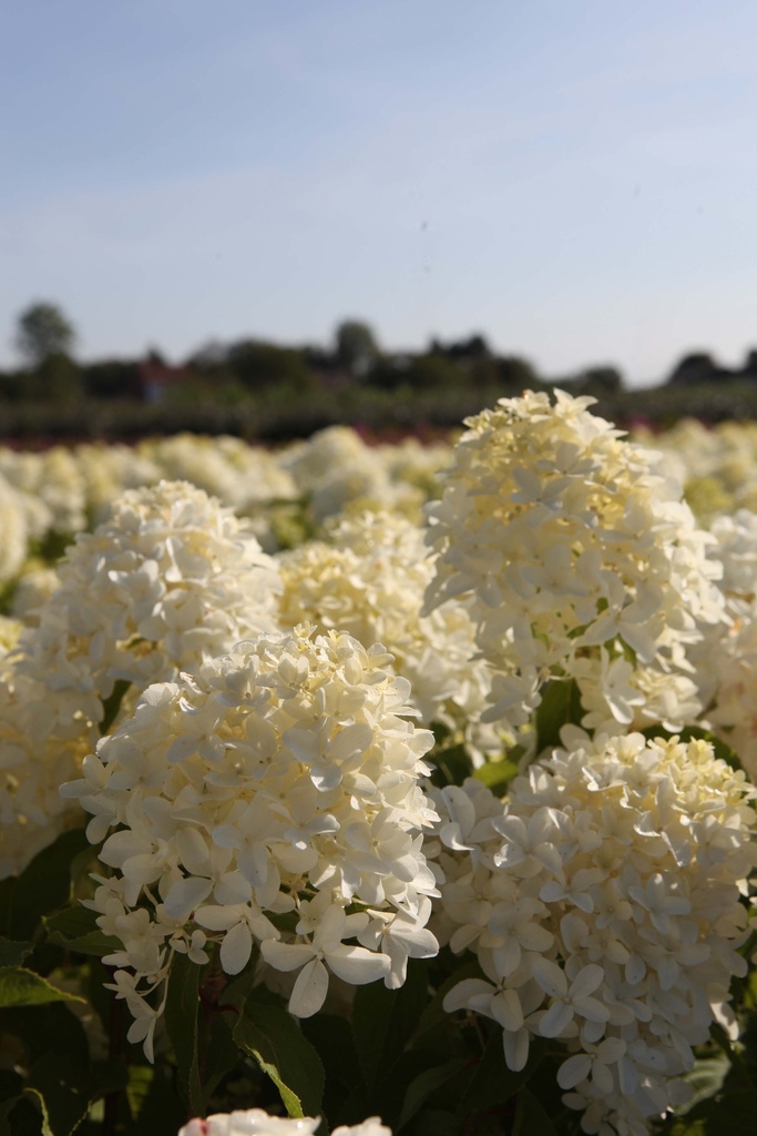 HYDRANGEA PANICULATA SKYFALL