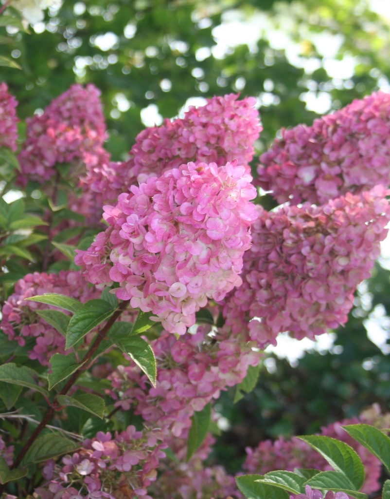 HYDRANGEA PANICULATA SUNDAE FRAISE