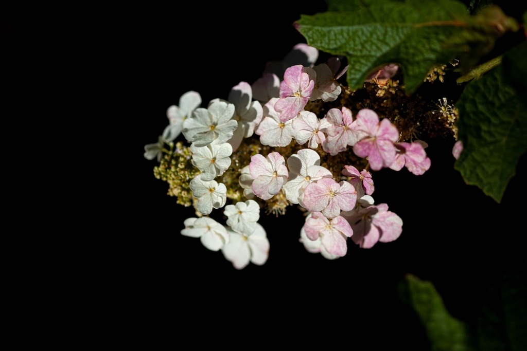 HYDRANGEA QUERCIFOLIA PROVEN WINNERS® GATSBY MOON®