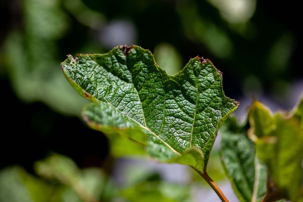 HYDRANGEA QUERCIFOLIA PROVEN WINNERS® GATSBY STAR®
