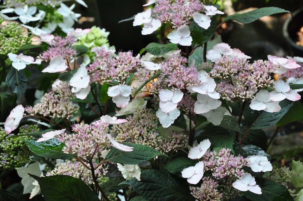 HYDRANGEA SERRATA 'INTERMEDIA (ACUMINATA)'