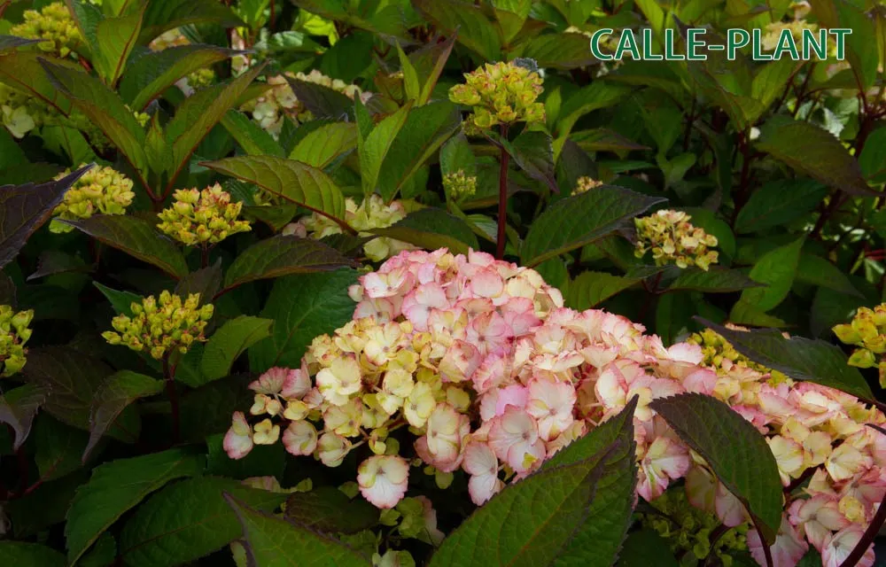 HYDRANGEA SERRATA 'PREZIOSA'