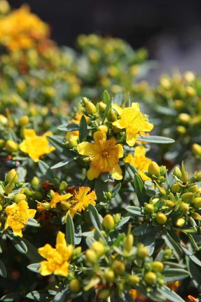 HYPERICUM KALMIANUM FIRST EDITIONS® 'COBALT-N-GOLD'