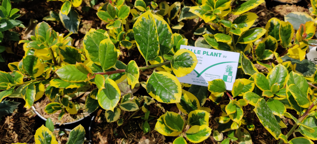 [IAGKI100] ILEX ALTACLERENSIS 'GOLDEN KING' (Pot, 100-125 cm)