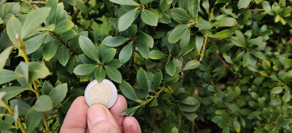 [IMKA30] ILEX MAXIMOWICZIANA 'KANEHIRAE' (Pot 3 liter, 30-40 cm)