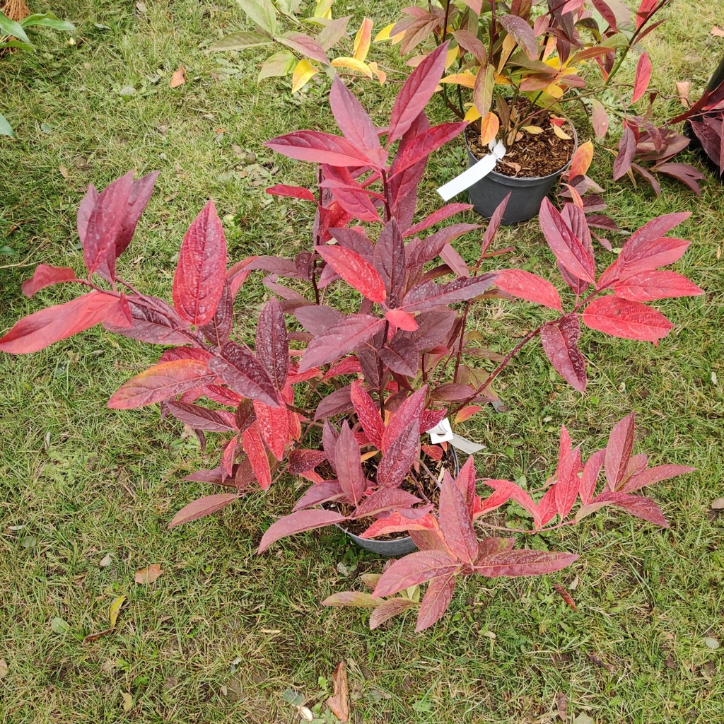 ITEA VIRGINICA