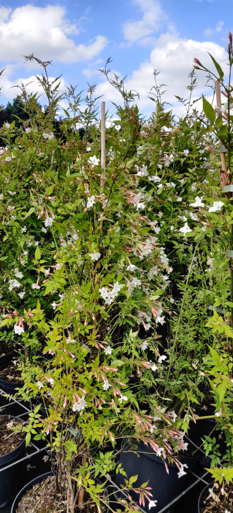 JASMINUM OFFICINALE