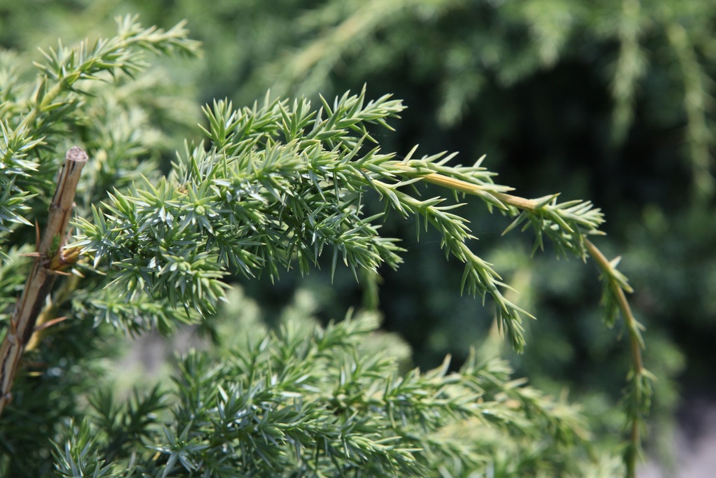 JUNIPERUS CHINENSIS 'BLUE ALPS'