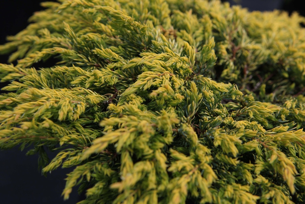 JUNIPERUS CHINENSIS 'GOLDSCHATZ'