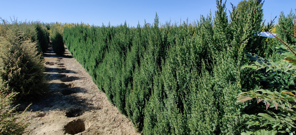 JUNIPERUS CHINENSIS 'STRICTA'