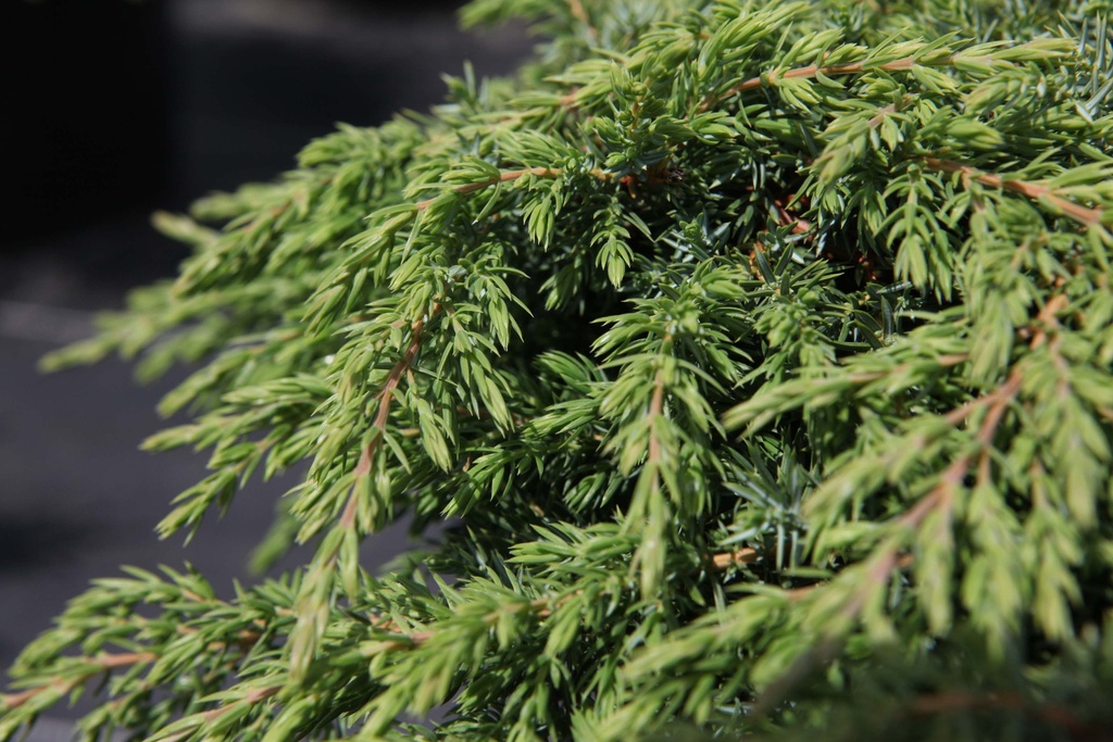 JUNIPERUS COMMUNIS 'GREEN CARPET'