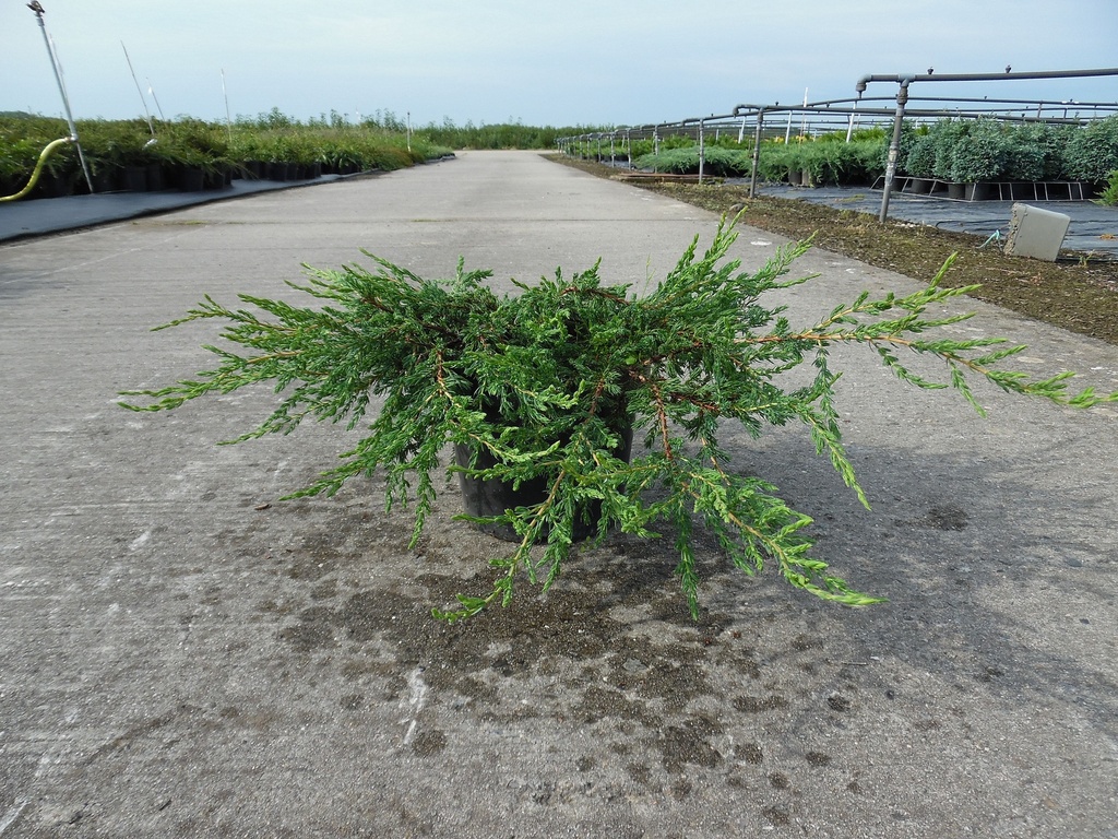 JUNIPERUS COMMUNIS 'REPANDA'