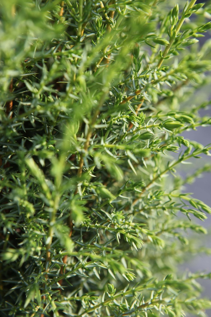 JUNIPERUS COMMUNIS 'SENTINEL'