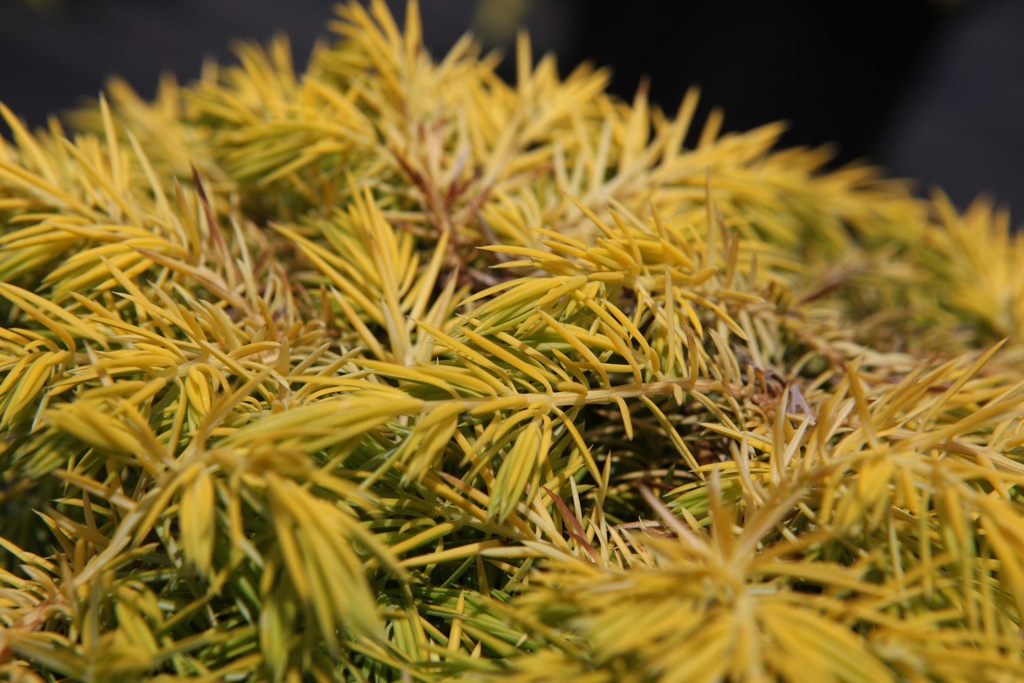 JUNIPERUS CONFERTA 'ALL GOLD'
