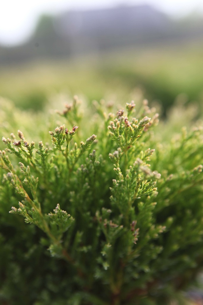 JUNIPERUS HORIZONTALIS 'ANDORRA COMPACT'