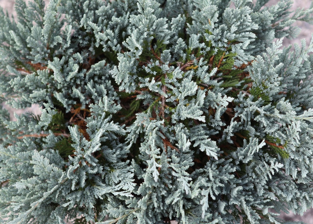 JUNIPERUS HORIZONTALIS 'BLUE CHIP'