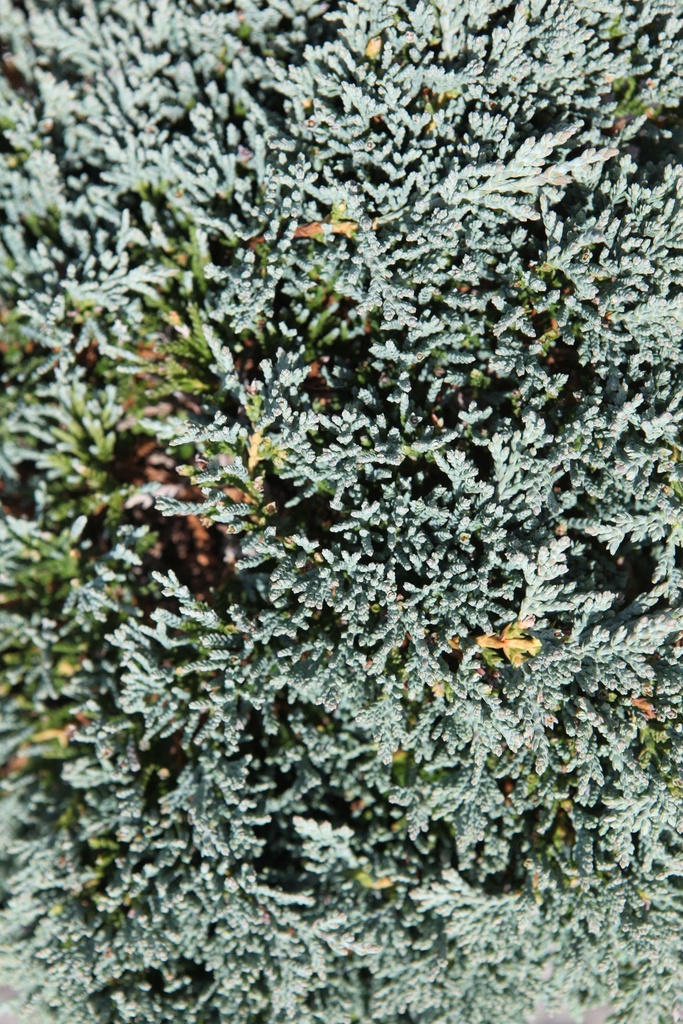 JUNIPERUS HORIZONTALIS ICEE BLUE