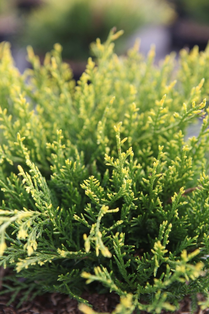 JUNIPERUS PFITZERIANA 'GOLD COAST'
