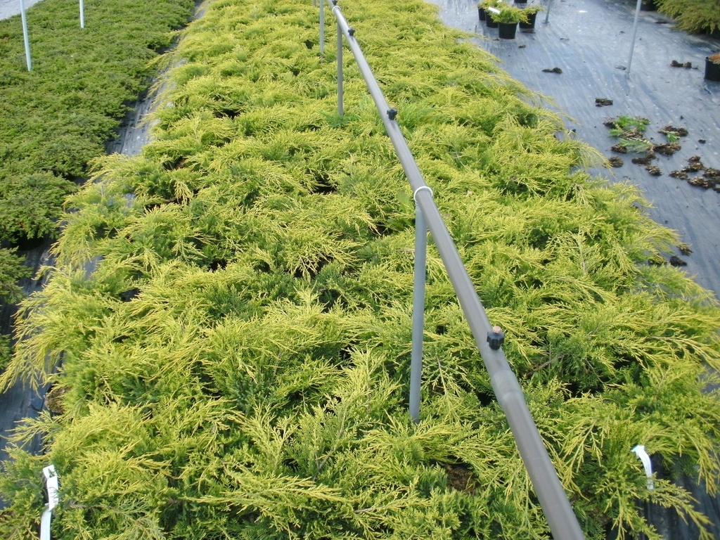 [JMOGO30] JUNIPERUS PFITZERIANA 'OLD GOLD' (Pot 3 litres, 30-40 cm)