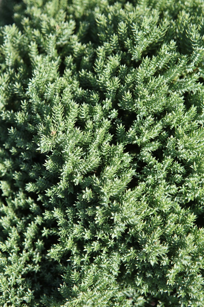 JUNIPERUS PROCUMBENS 'NANA'