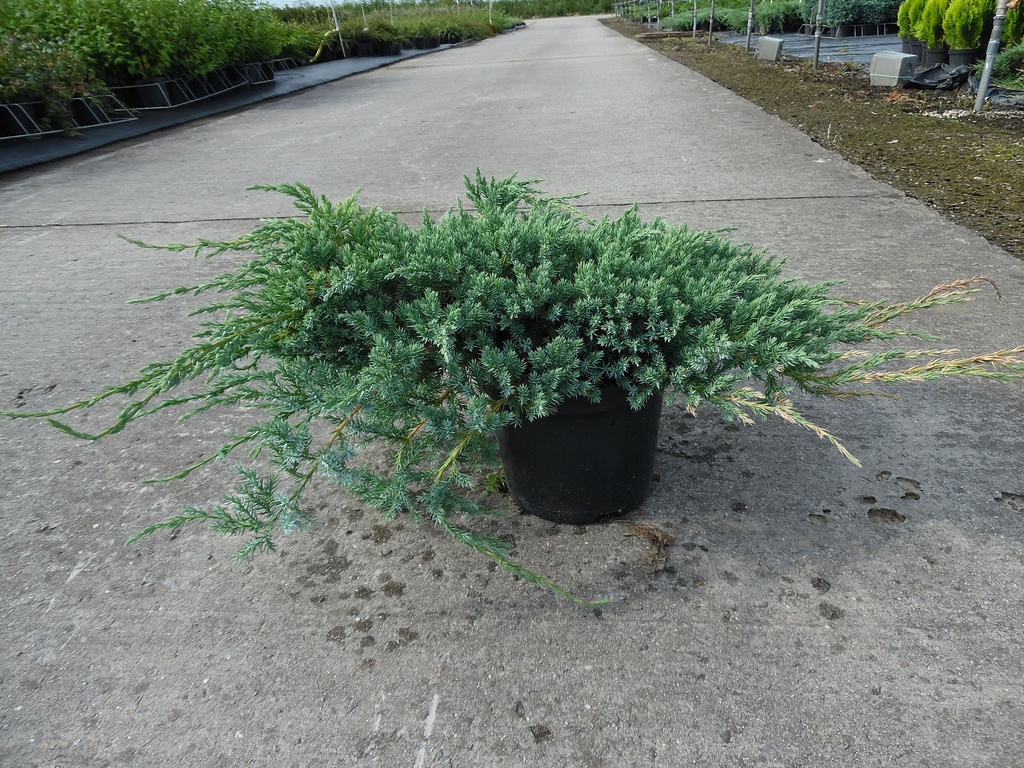 JUNIPERUS SQUAMATA 'BLUE CARPET'