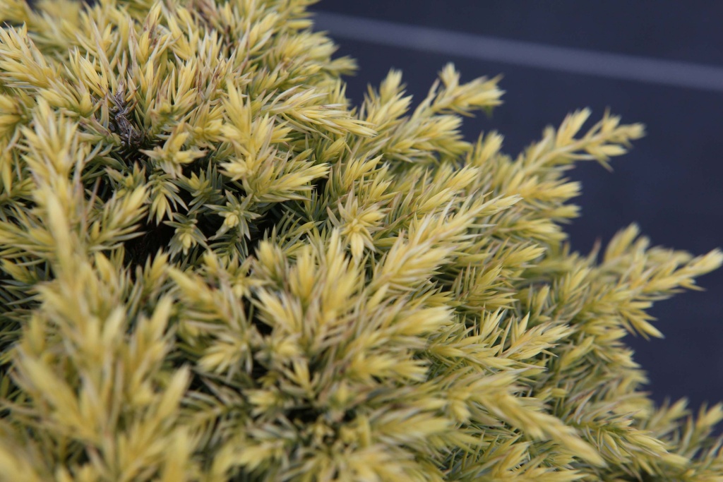 JUNIPERUS SQUAMATA 'DREAM JOY'