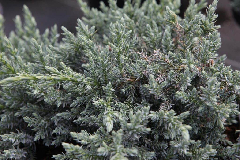 JUNIPERUS SQUAMATA TROPICAL BLUE®