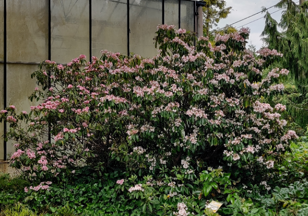 KALMIA LATIFOLIA