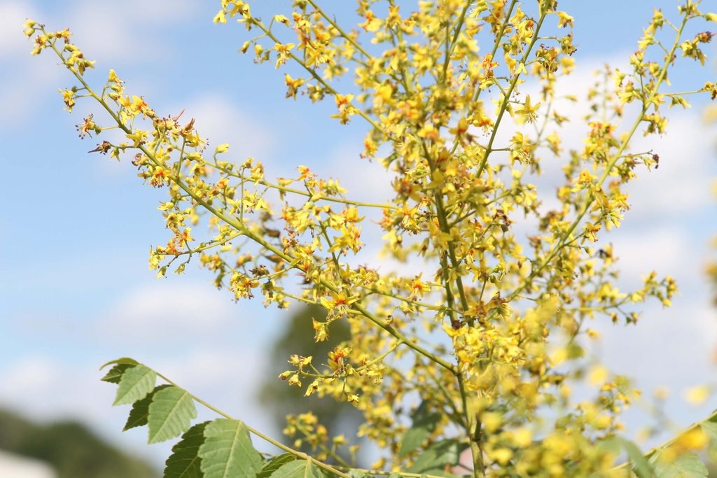 KOELREUTERIA PANICULATA