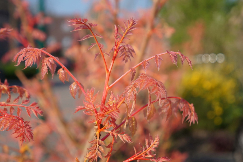 KOELREUTERIA PANICULATA 'CORAL SUN'