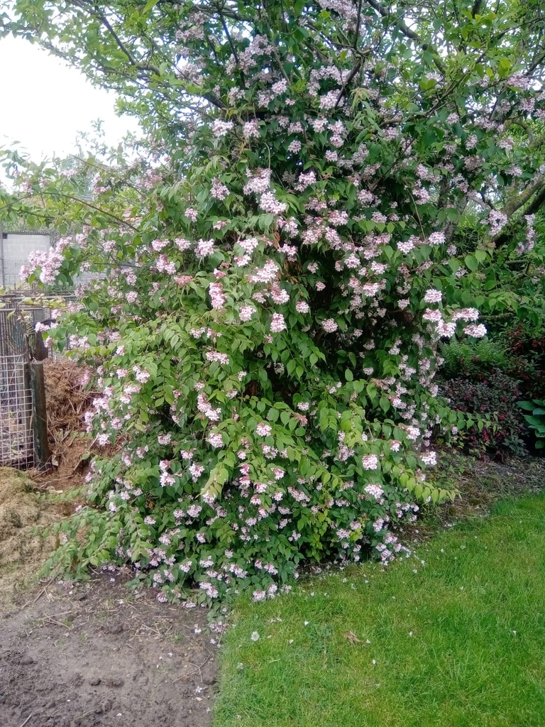KOLKWITZIA AMABILIS