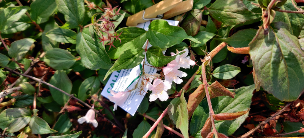 KOLKWITZIA AMABILIS 'PINK CLOUD'
