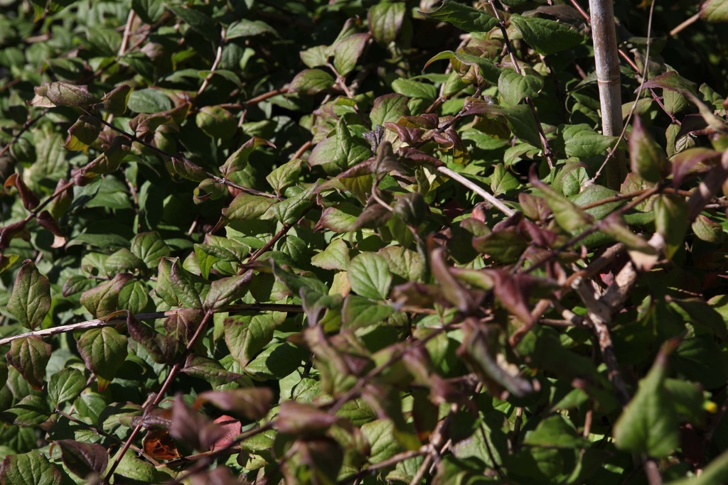KOLKWITZIA AMABILIS 'PINK CLOUD'