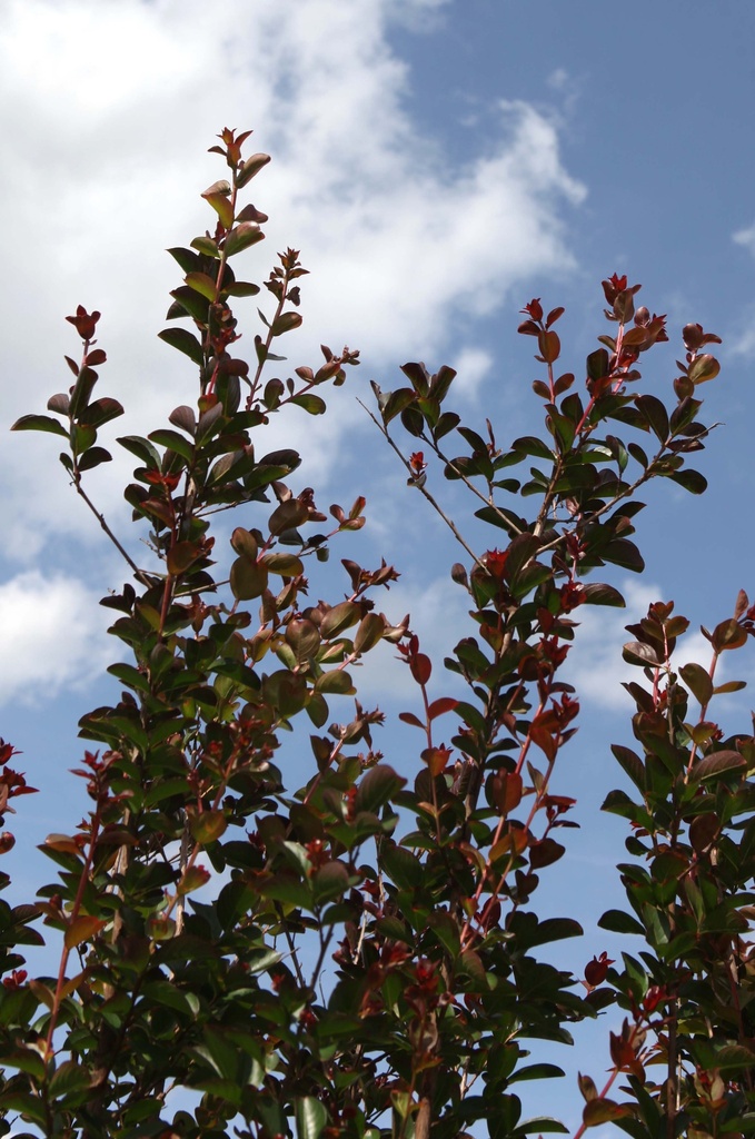 LAGERSTROEMIA INDICA 'DYNAMITE'
