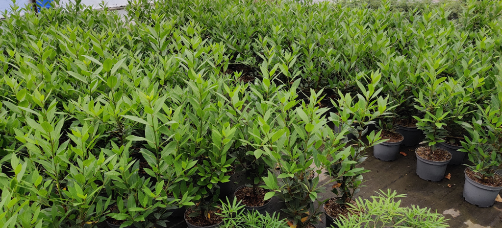 LAURUS NOBILIS