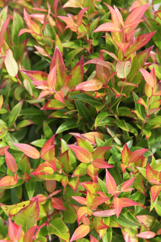 [LSC50C10] LEUCOTHOE 'SCARLETTA' (Pot 10 liter, 50-60 cm)