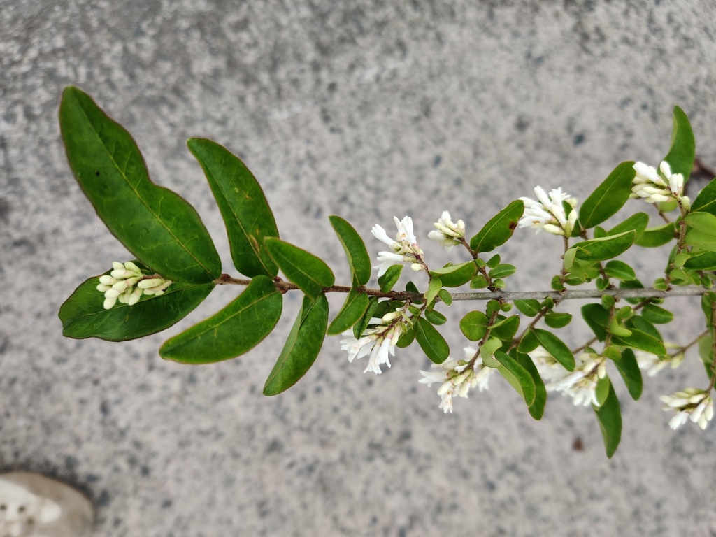 LIGUSTRUM OBTUSIFOLIUM MASSIF