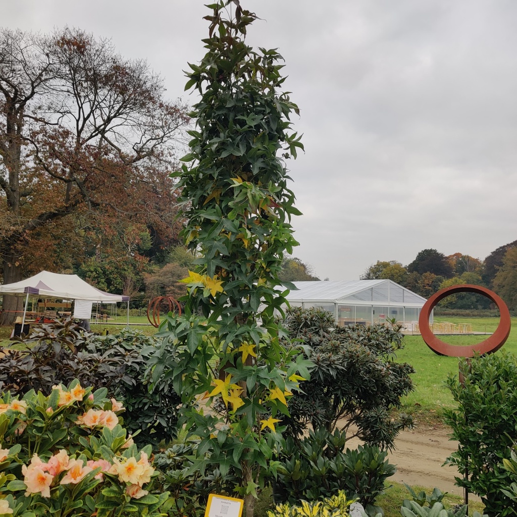 LIQUIDAMBAR STYRACIFLUA 'SLENDER SILHOUETTE'