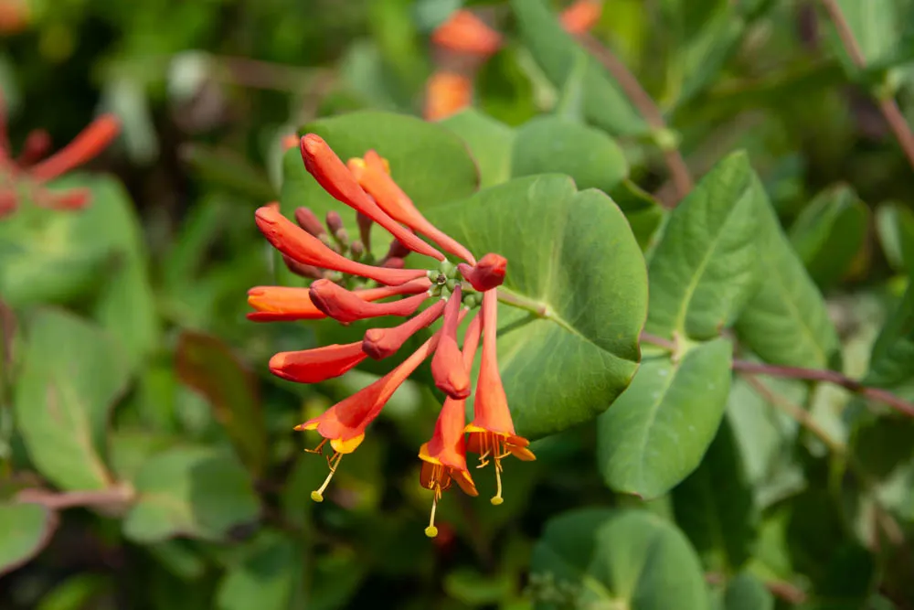[LDSC3] LONICERA BROWNII 'DROPMORE SCARLET'