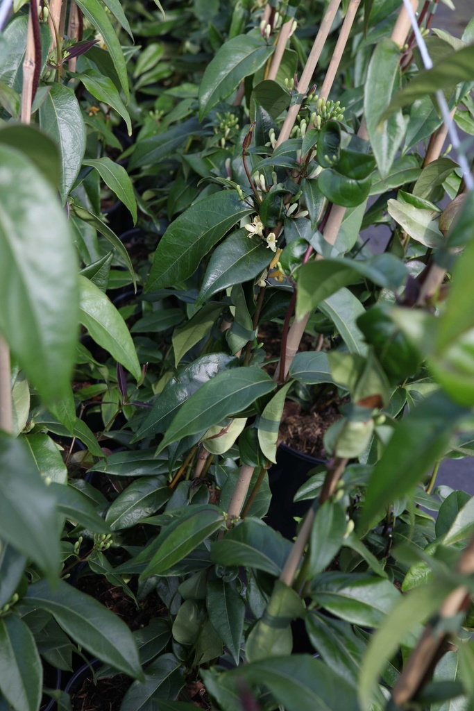 LONICERA HENRYI 'COPPER BEAUTY'