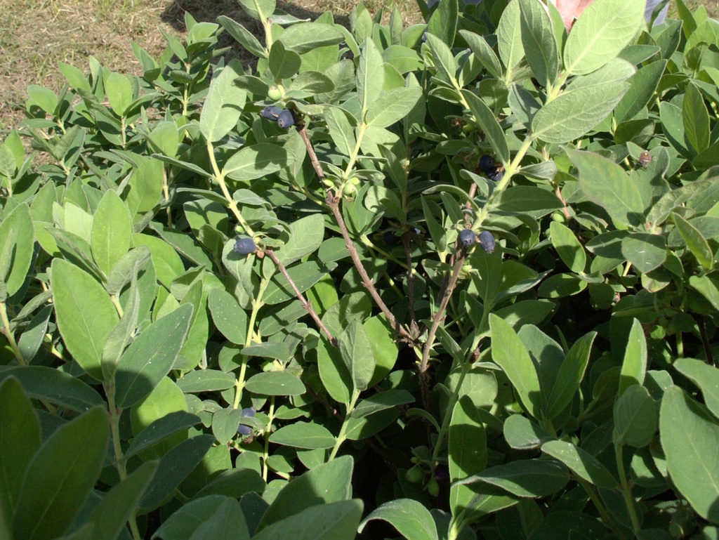 LONICERA KAMTSCHATICA 'BLUE VELVET'