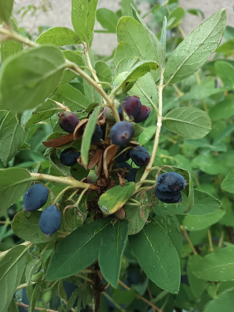 LONICERA KAMTSCHATICA 'BLUE VELVET'