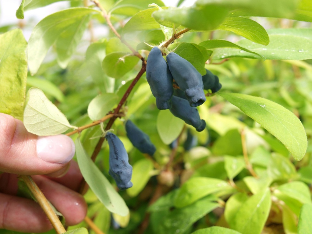 LONICERA KAMTSCHATICA 'EISBÄR®'