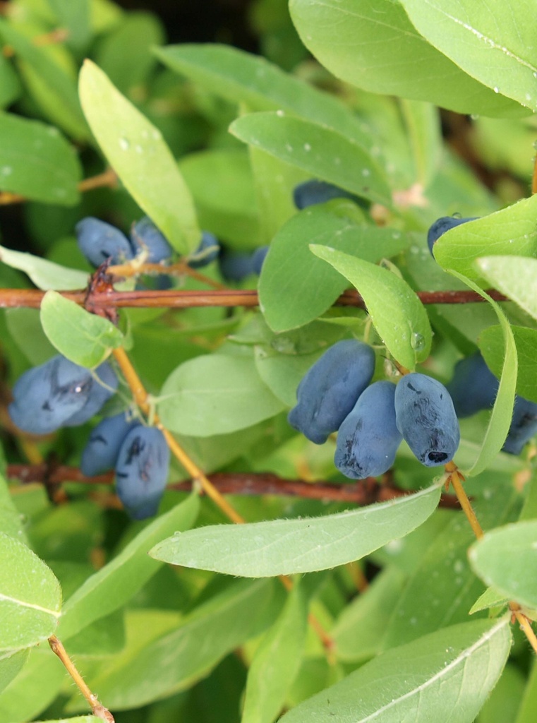 LONICERA KAMTSCHATICA 'SWEET' MYBERRY
